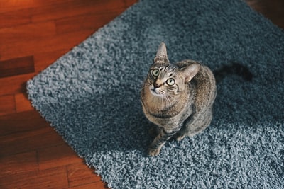 猫在看顶端